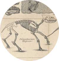 Palaeotherium